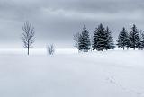 Trees Beside Frozen Ottawa River_DSCF03919